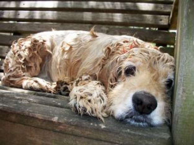 Cocker Spaniel no Dog more bath about Pet Recreation